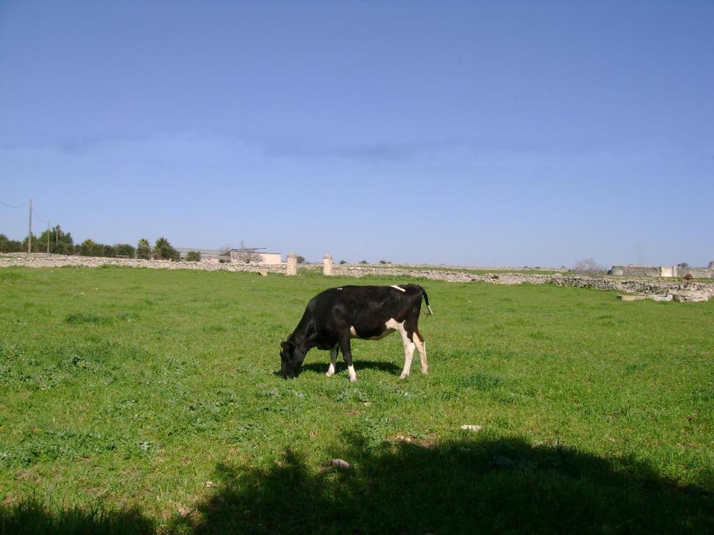 Masseria Cassiere 莫托拉 外观 照片