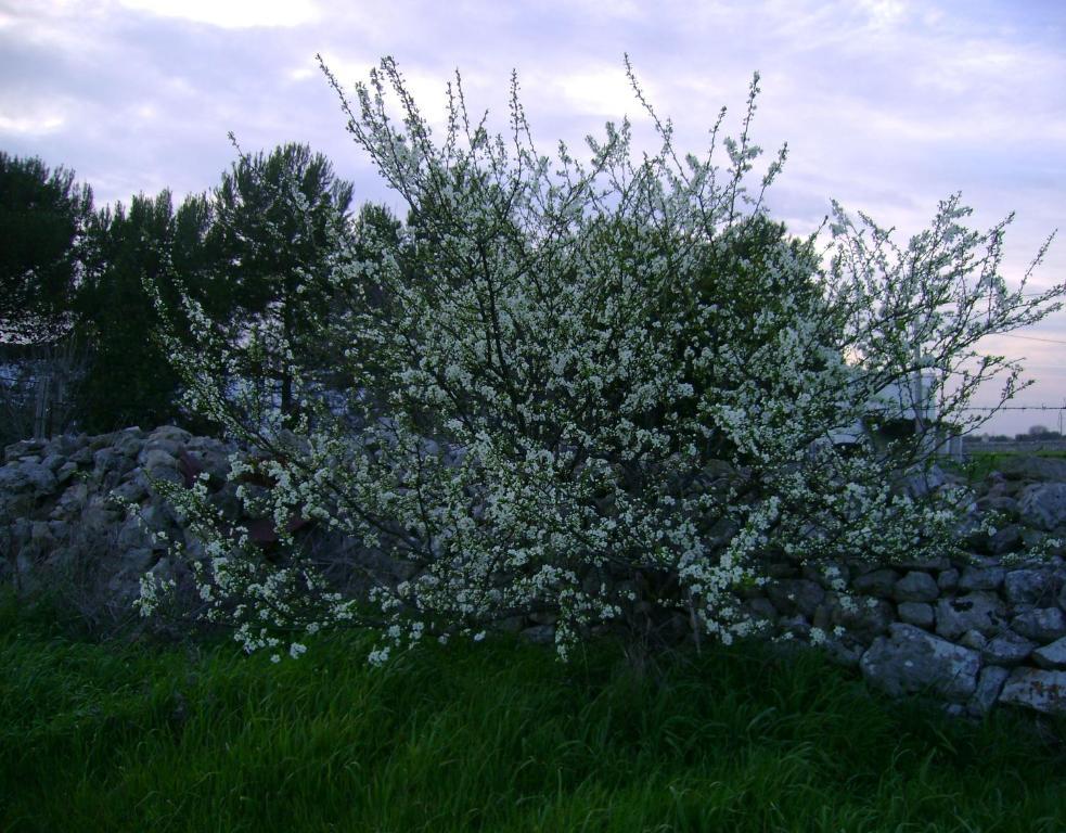 Masseria Cassiere 莫托拉 外观 照片